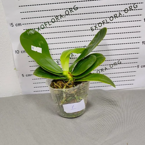 Phal. violacea var. indigo × sib 2.5" aroma - Слика 8