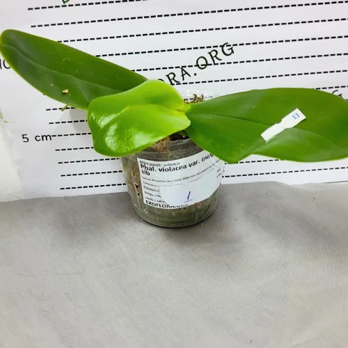 Phal. violacea var. indigo × sib 2.5" aroma - Слика 9