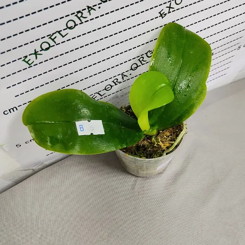 Phal. violacea var. indigo × sib 2.5" aroma - Слика 10