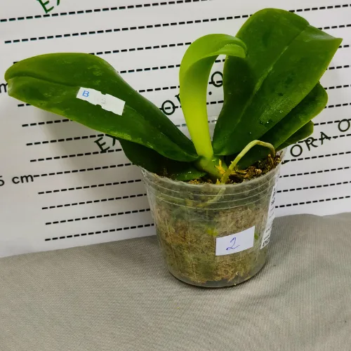 Phal. violacea var. indigo × sib 2.5" aroma - Слика 11