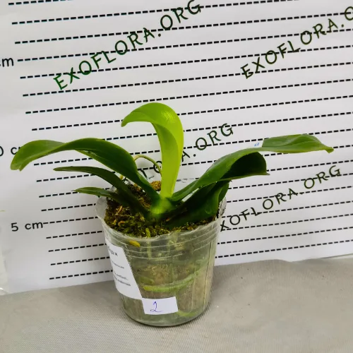 Phal. violacea var. indigo × sib 2.5" aroma - Слика 12