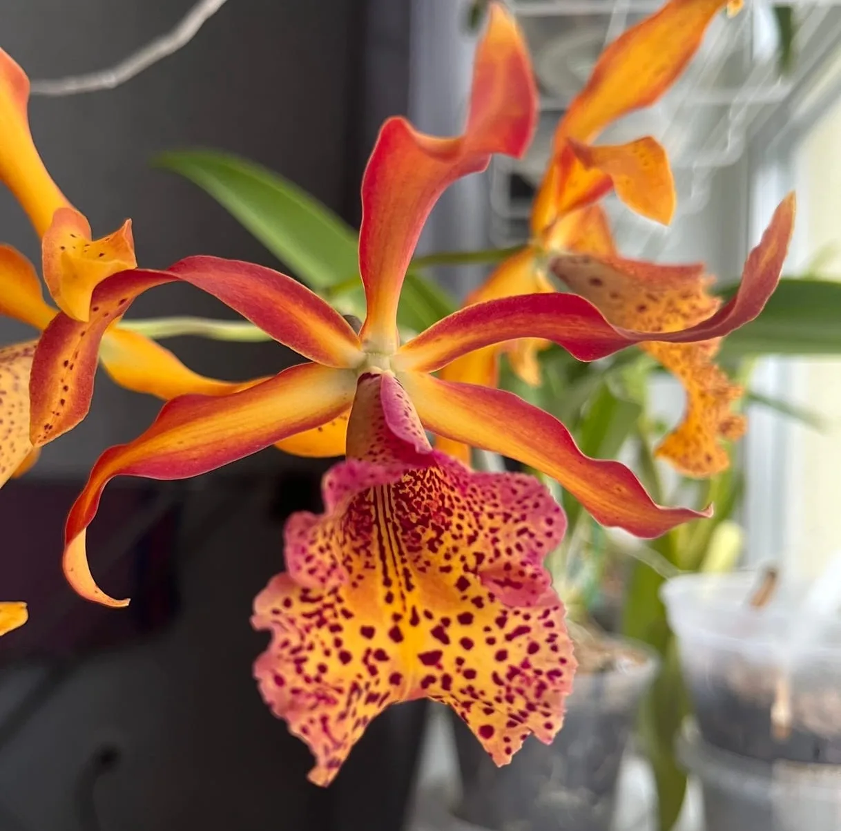 Mcv.(Smbc.) Frances Fox 3.5" - Слика 2