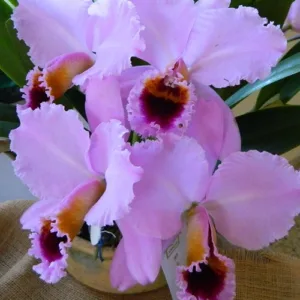 C. percivaliana tipo 'thiago' <br>3.0" aroma