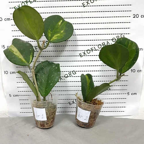 Hoya obovata variegata 1.7" - Слика 2