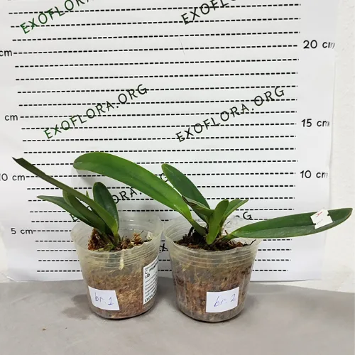 C. maxima var. coerulea × sib 2.5" - Слика 6