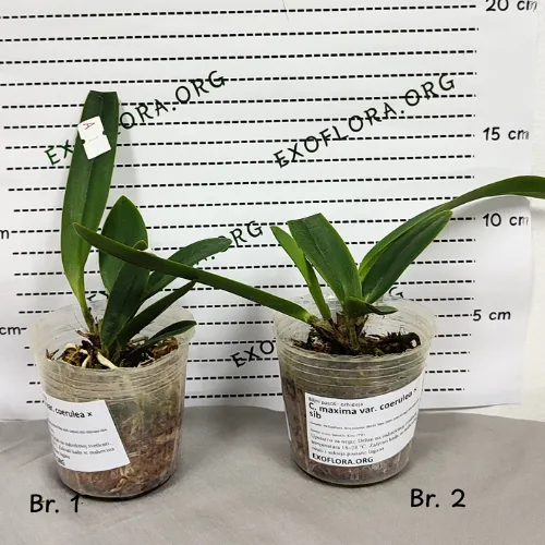 C. maxima var. coerulea × sib 2.5" - Слика 5