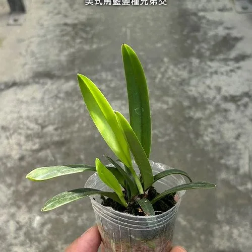 C. maxima var. coerulea × sib 2.5" - Слика 3