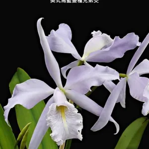 C. maxima var. coerulea × sib 2.5"