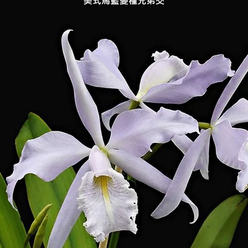 C. maxima var. coerulea × sib 2.5"