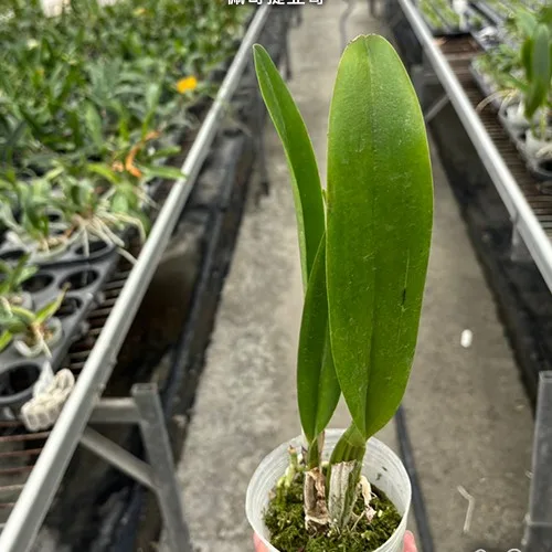 C. percivaliana tipo 'thiago' <br>3.0" - Слика 6