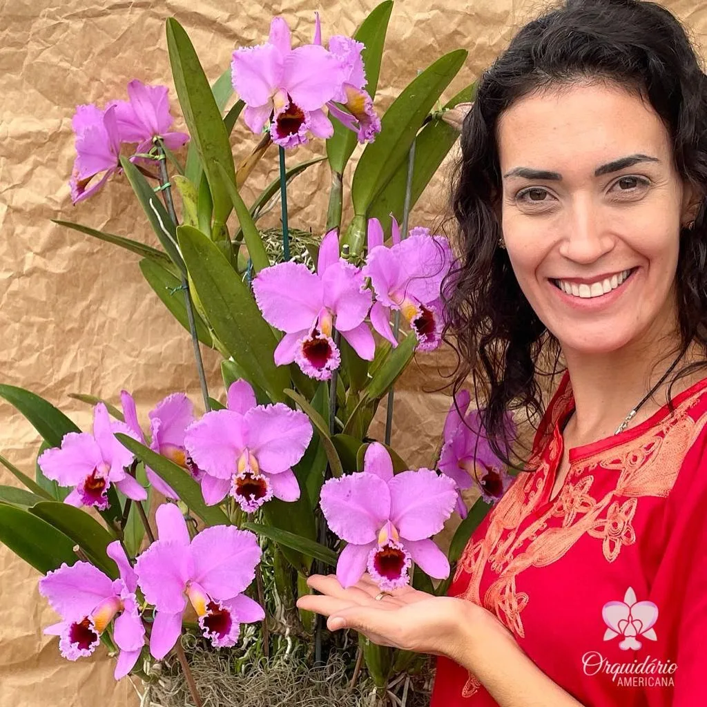 C. percivaliana tipo 'thiago' <br>3.0" - Слика 5