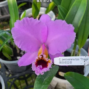 C. percivaliana tipo 'thiago' <br>3.0"