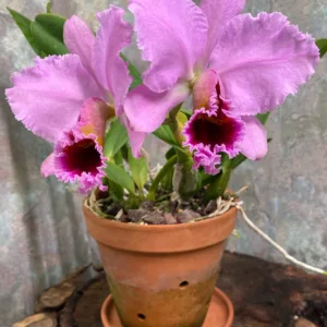 Popust. Set – 2 Cattleya