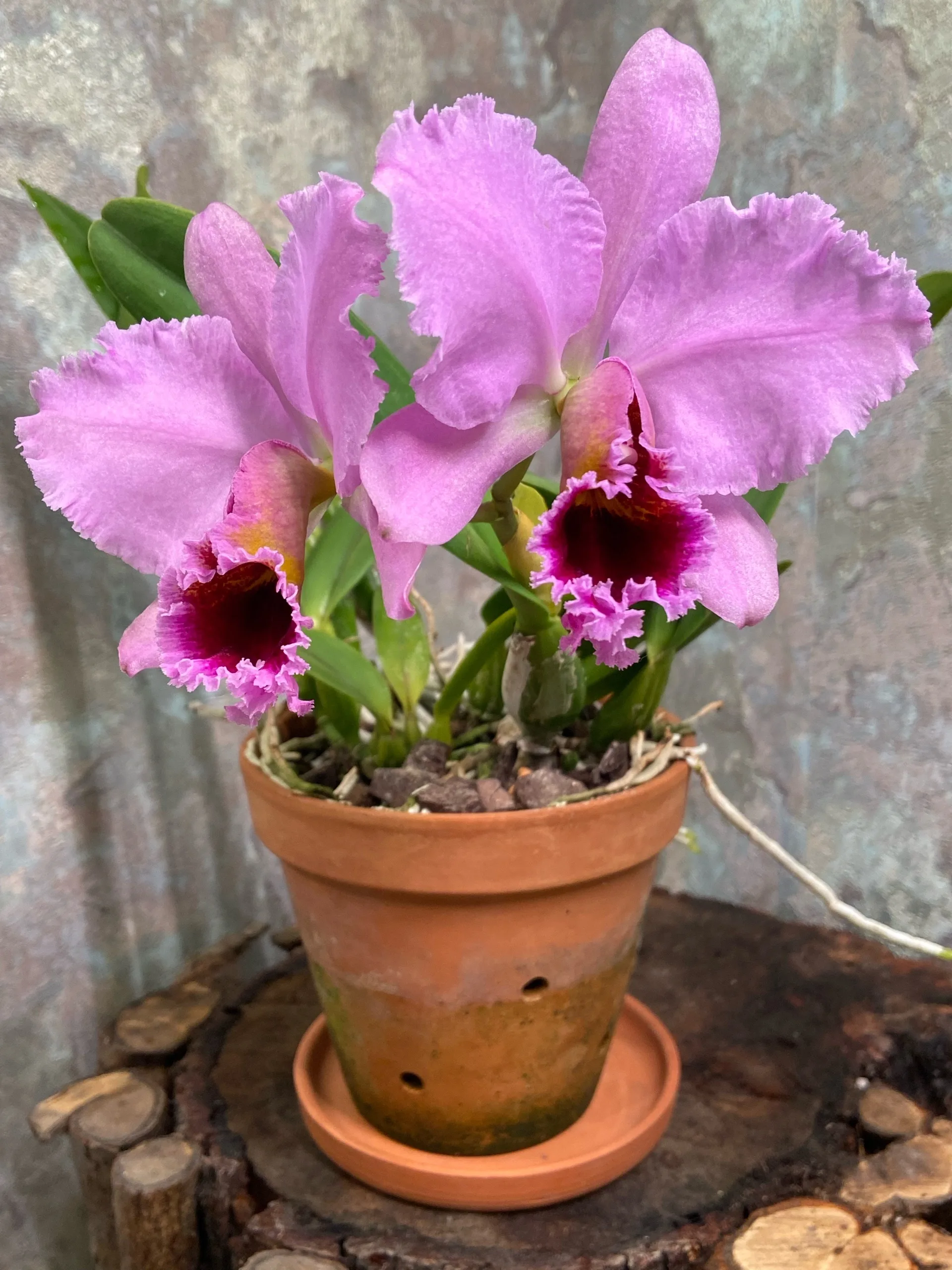 C. percivaliana tipo 'thiago' <br>3.0" - Слика 4