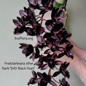 Fredclarkeara After Dark 'SVO Black Pearl'  2.5"