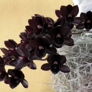 Fredclarkeara After Dark 'SVO Black Pearl'  2.5"