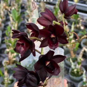 Fredclarkeara After Dark 'SVO Black Pearl' 2.5"