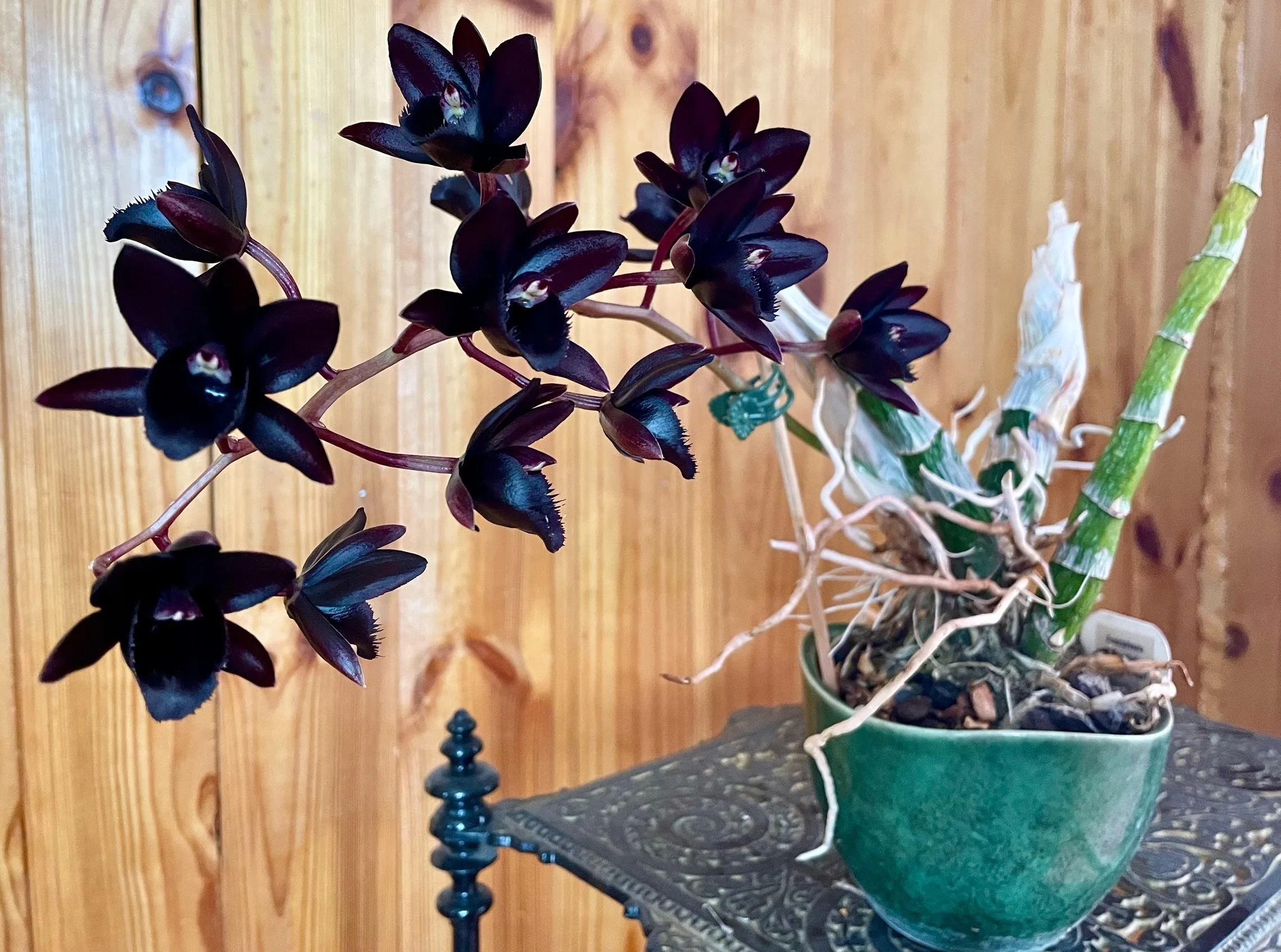 Fredclarkeara After Dark 'SVO Black Pearl' 2.5" - Слика 4