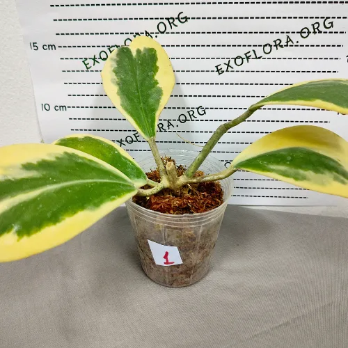 Hoya kerrii variegata 2.5" - Слика 2