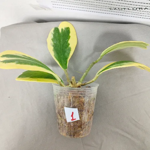 Hoya kerrii variegata 2.5" - Слика 3