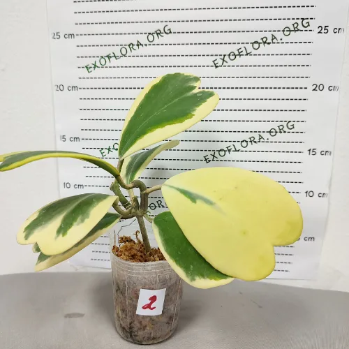 Hoya kerrii variegata 2.5" - Слика 13