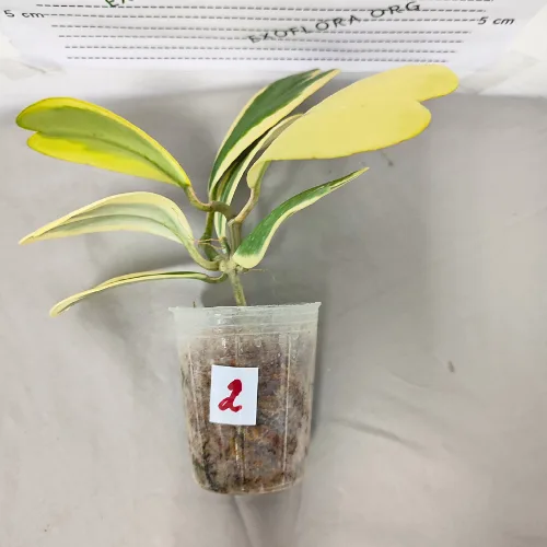 Hoya kerrii variegata 2.5" - Слика 14