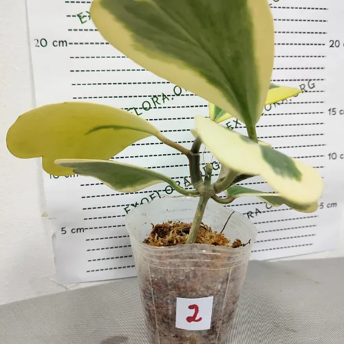 Hoya kerrii variegata 2.5" - Слика 15