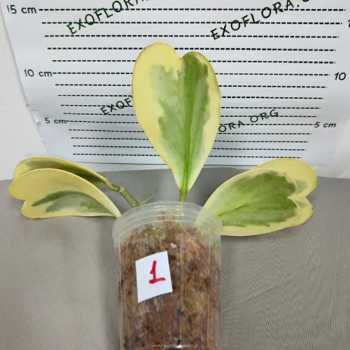 Hoya kerrii variegata 2.5" - Слика 4