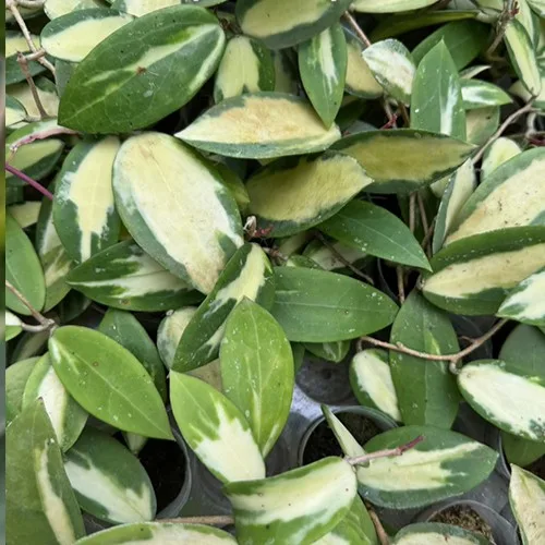 Hoya acuta (variegata) 1.7" - Слика 3