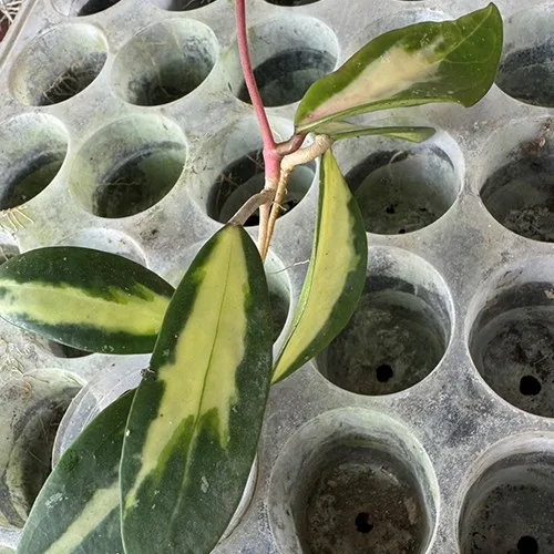 Hoya acuta (variegata) 1.7" - Слика 4