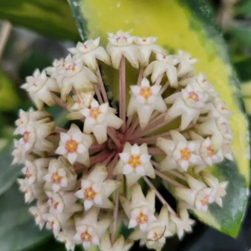 Hoya acuta (variegata) 1.7"