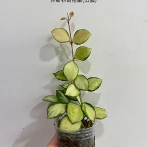 Hoya heuschkeliana (variegata) 1.7"
