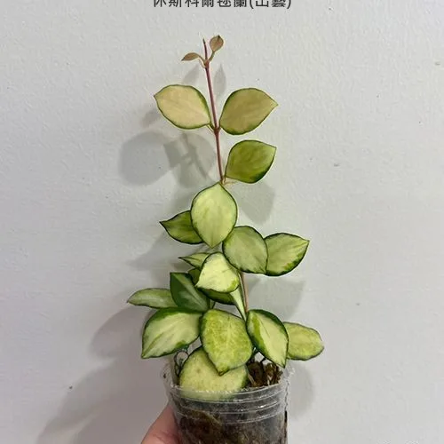 Hoya heuschkeliana (variegata) 1.7"