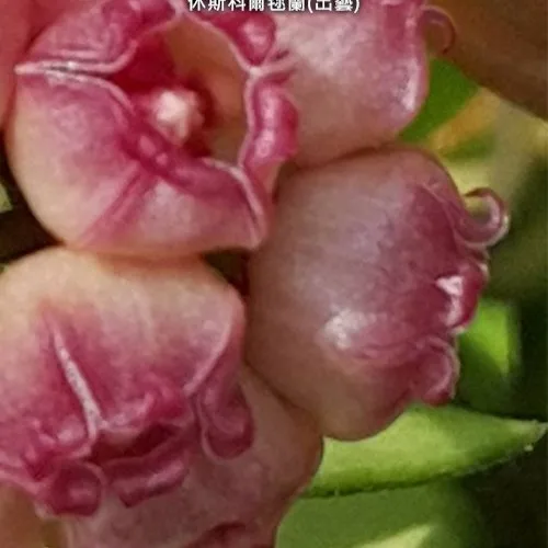 Hoya heuschkeliana (variegata) 1.7" - Слика 2