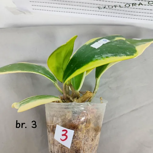 Hoya kerrii variegata 2.5" - Слика 7