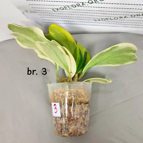 Hoya kerrii variegata 2.5" - Слика 8