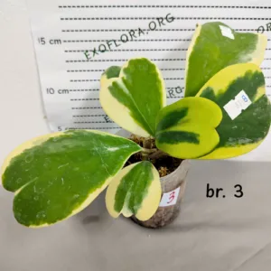 Hoya kerrii variegata 2.5"