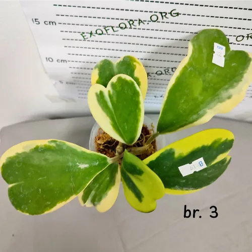 Hoya kerrii variegata 2.5" - Слика 9