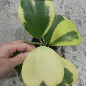 Hoya kerrii (variegata) 2.5"