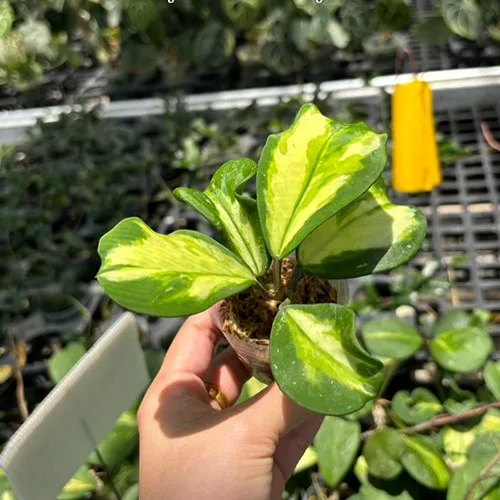 Hoya obovata (variegata) 1.7" - Слика 3