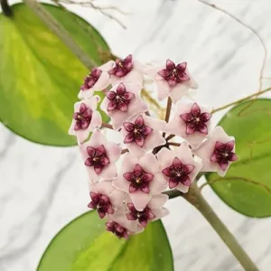 Hoya obovata (variegata) 1.7"