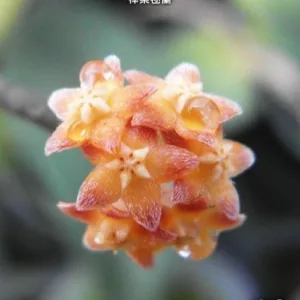Hoya spartioides <br>1.7"