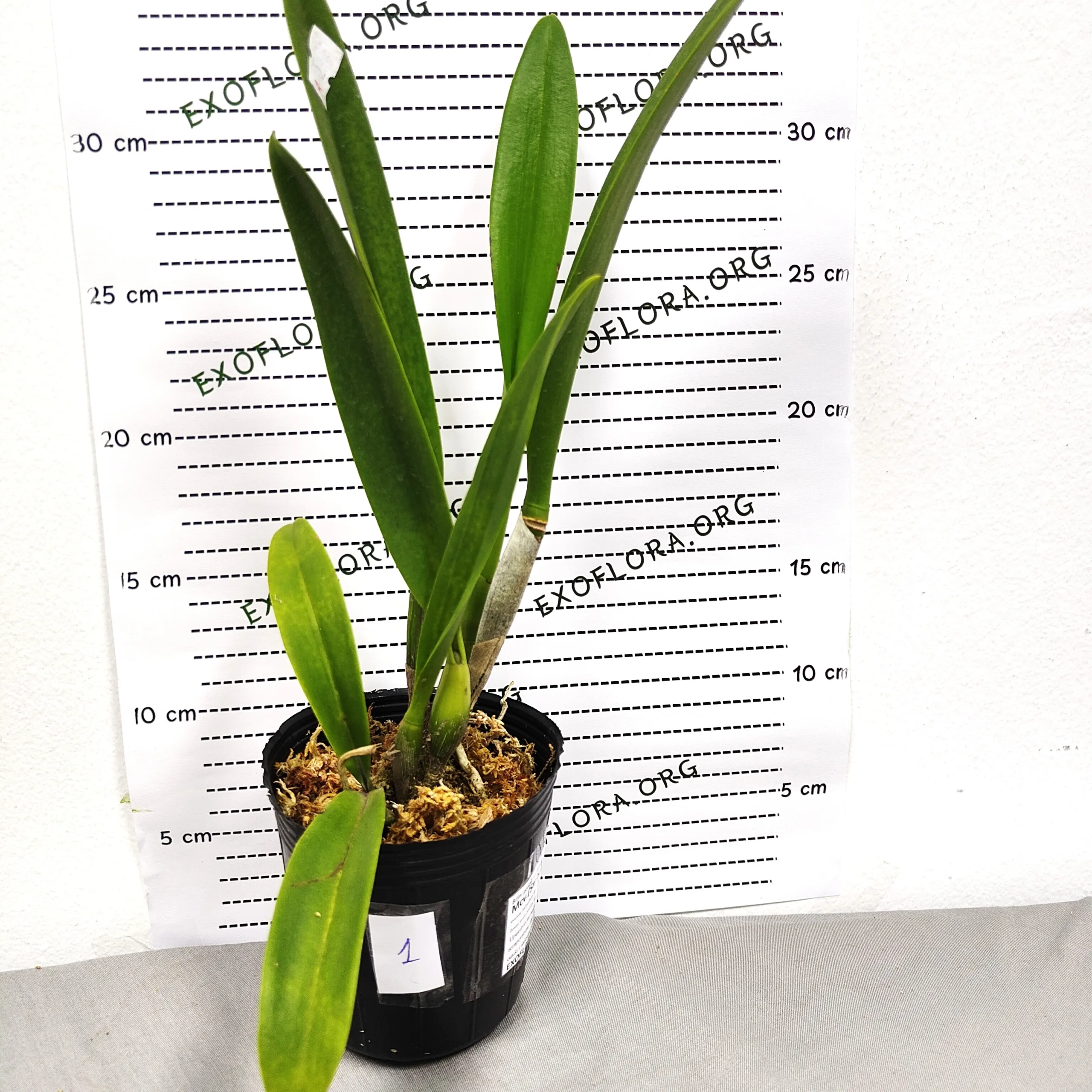 Mcv.(Smbc.) Frances Fox 3.5" - Слика 4