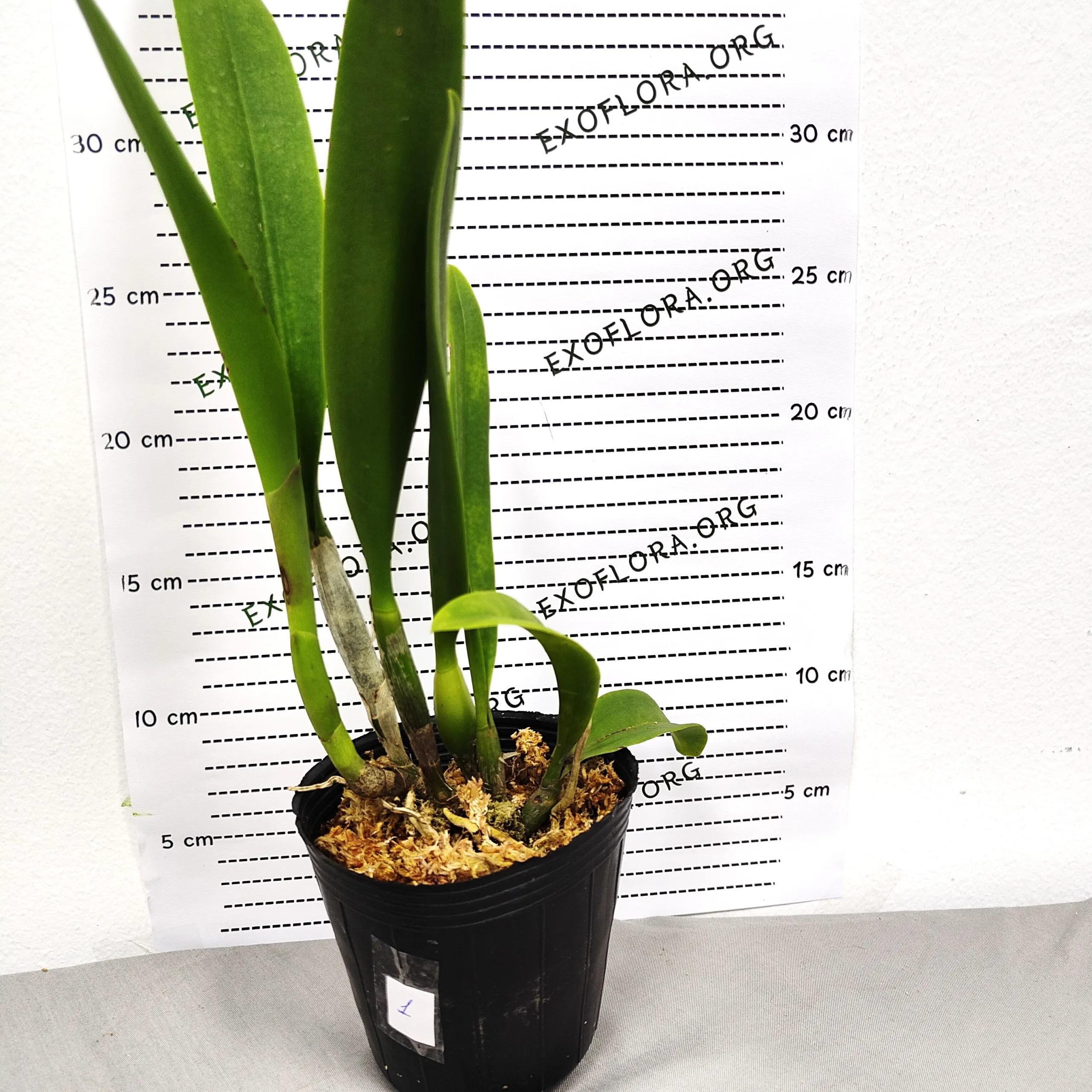 Mcv.(Smbc.) Frances Fox 3.5" - Слика 7