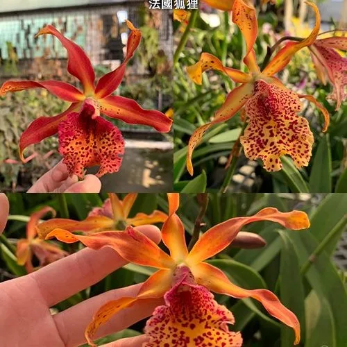 Mcv.(Smbc.) Frances Fox 3.5"