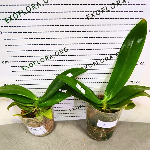 Phal. mannii var. black × sib 2.5" - Слика 6