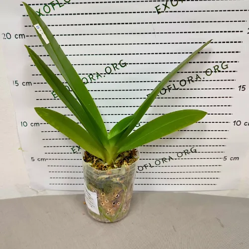 Phal. Tzu Chiang Sapphire <br>2.5" - Слика 7