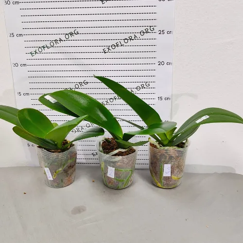 Phal. Younghome Victory Star 2.5" Flower Diameter: 10 cm - Слика 6