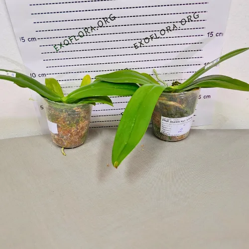 Phal. mannii var. black × sib 2.5" - Слика 7