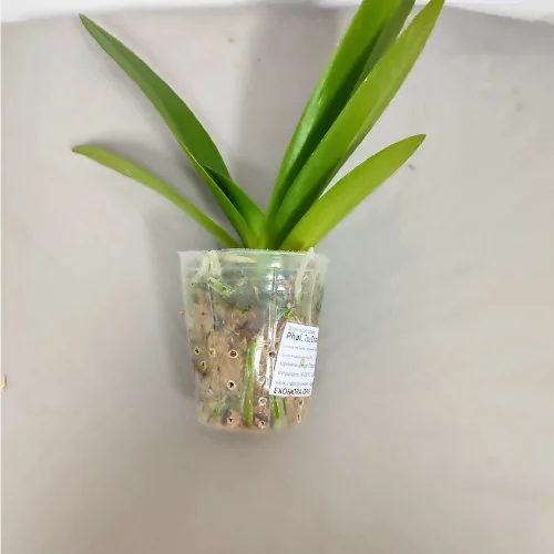 Phal. Tzu Chiang Sapphire <br>2.5" - Слика 6